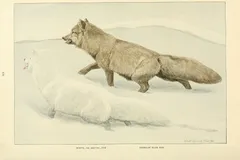 Arctic Fox in natural habitat