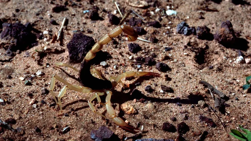 A pale yellow scorpion with slender pincers on reddish gravel among dark stones, its tail raised and curled