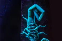 Arizona Bark Scorpion under blacklight