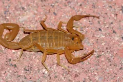 Arizona Bark Scorpion (Centruroides sculpturatus)