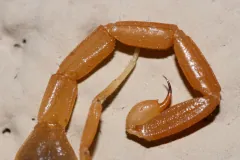 Arizona Bark Scorpion (Centruroides sculpturatus)