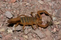 Arizona Bark Scorpion (Centruroides sculpturatus)