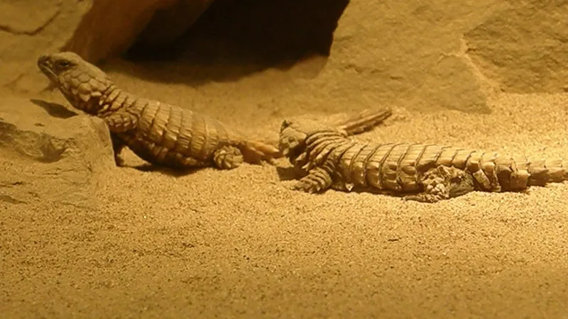 Armadillo Girdled Lizard resting on sunbaked Karoo bedrock