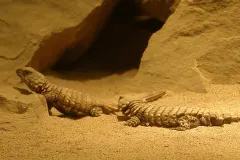 Armadillo Girdled Lizard resting on sunbaked Karoo bedrock