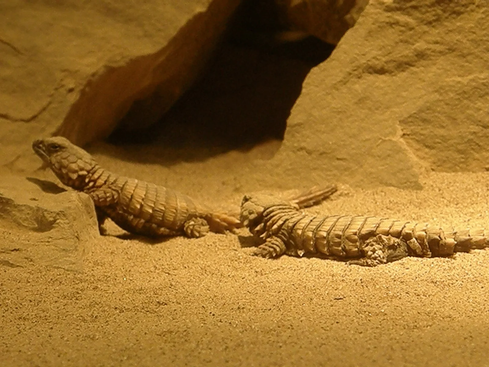 Armadillo Girdled Lizard resting on sunbaked Karoo bedrock