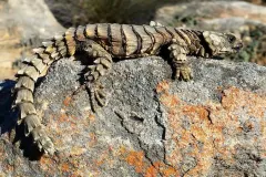 Armadillo Girdled Lizard curled in defensive Ouroboros ring formation