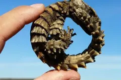 Close profile of keeled spiky scales along the neck and flank