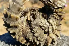 Armadillo Girdled Lizard basking in dry South African scrubland