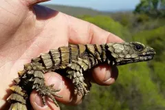 Communal grouping of Armadillo Girdled Lizards in rock crevice