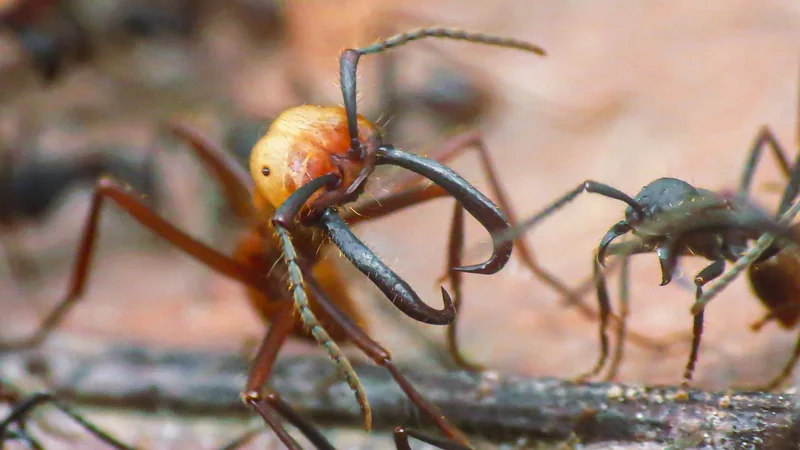 Large-jawed army ant soldier with pale head among smaller dark workers
