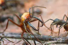 Army Ant
