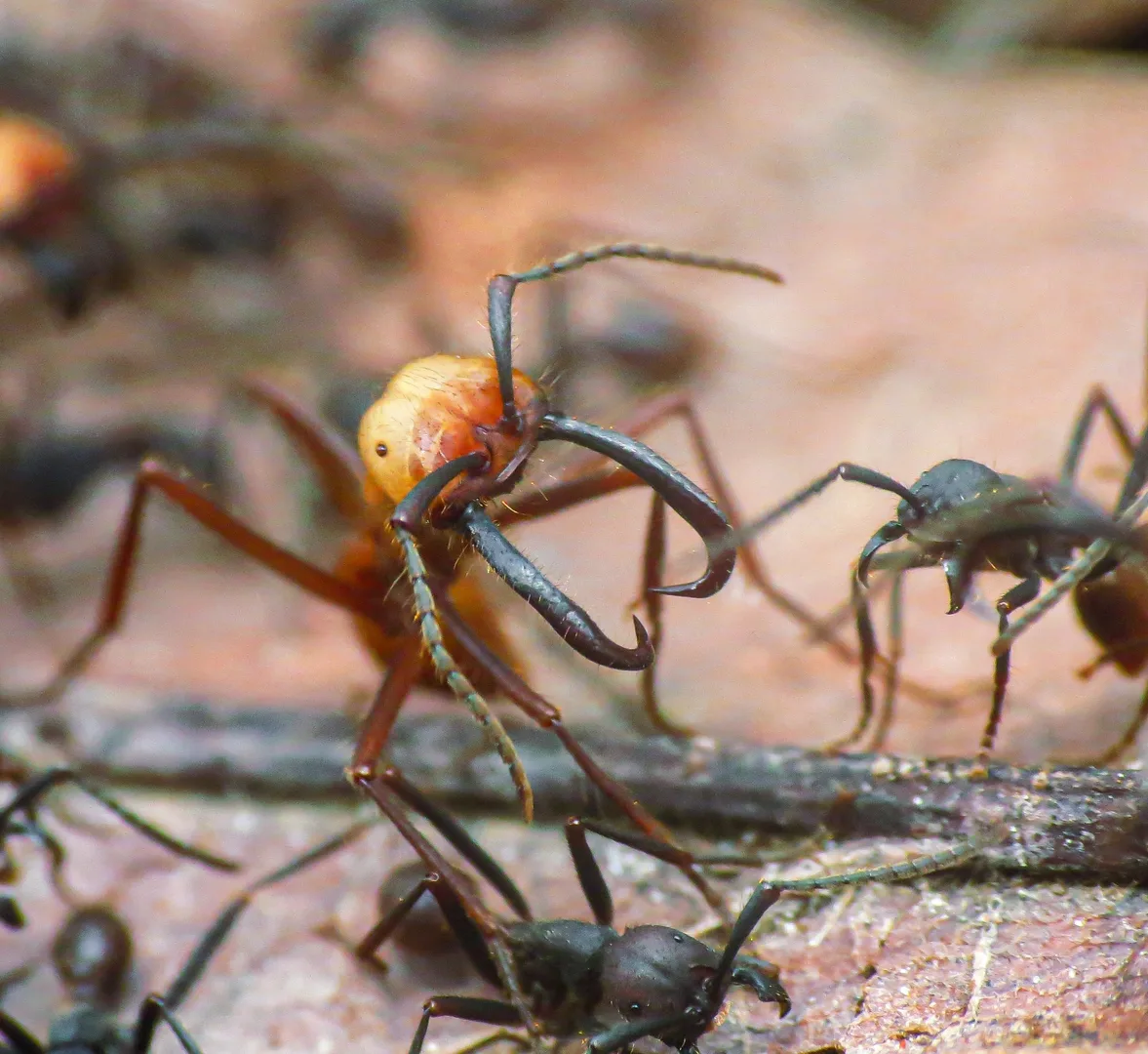 Army Ant