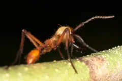 Army ant soldier with long curved jaws walking along a green stem at night