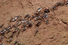 Column of army ants carrying pale wasp larvae taken in a raid