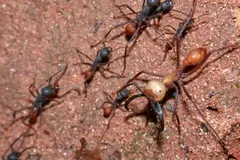 Army ant workers of different sizes moving over reddish ground