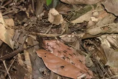 Trail of army ants crossing leaf litter on the forest floor