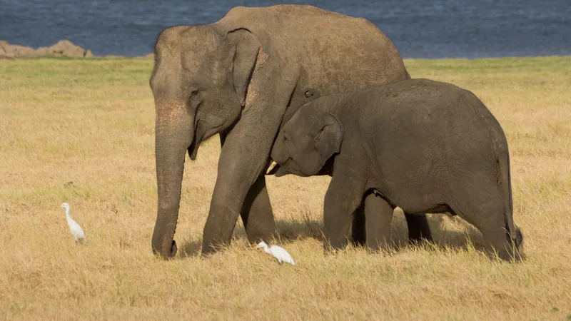 Two wild Asian elephants grazing on open grassland with cattle egrets at their feet