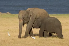 Asian Elephant