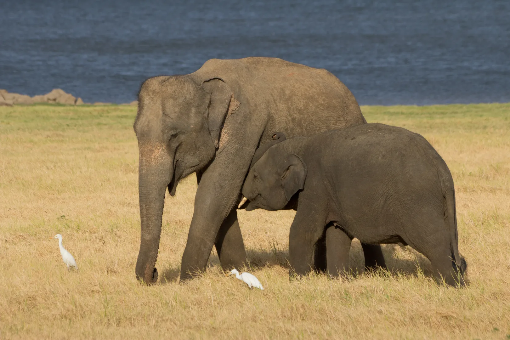 Asian Elephant