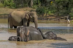 Female Asian elephant walking beside her calf