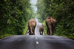 A family of wild Asian elephants walking along a forest road