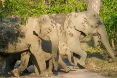 A group of Asian elephants pressed together in dusty scrub