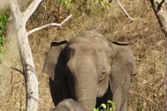 Asian elephant mother standing over her small calf among trees