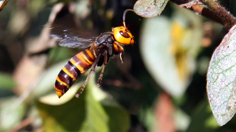 Giant hornet with an orange head perched on a leafy branch