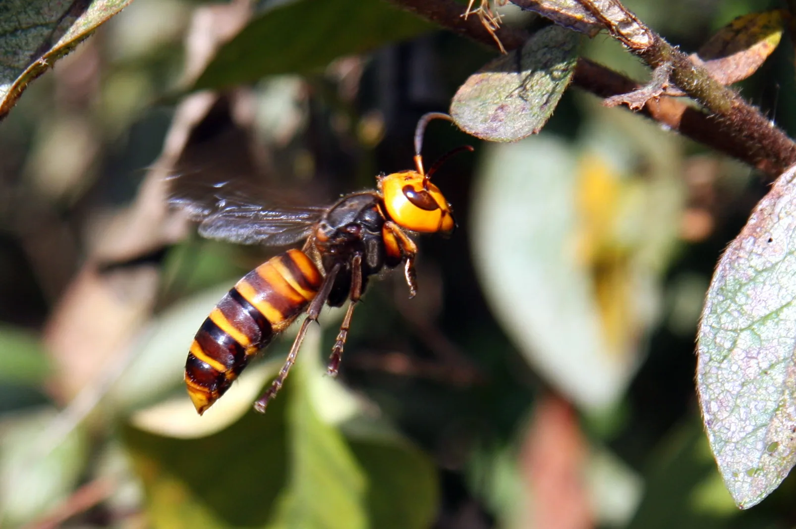 Asian Giant Hornet