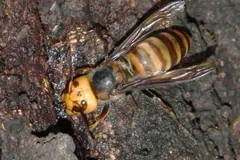 Giant hornet with a banded abdomen on dark tree bark