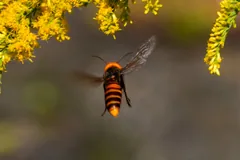 Giant hornet hovering beside yellow flowers