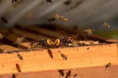 Giant hornets at the entrance of a honeybee hive