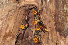 Several giant hornets feeding at a wound in a tree trunk