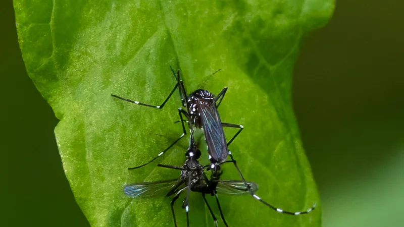 Black-and-white striped Asian tiger mosquito resting on a green leaf