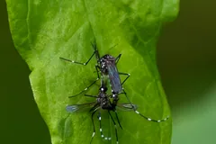 Asian Tiger Mosquito