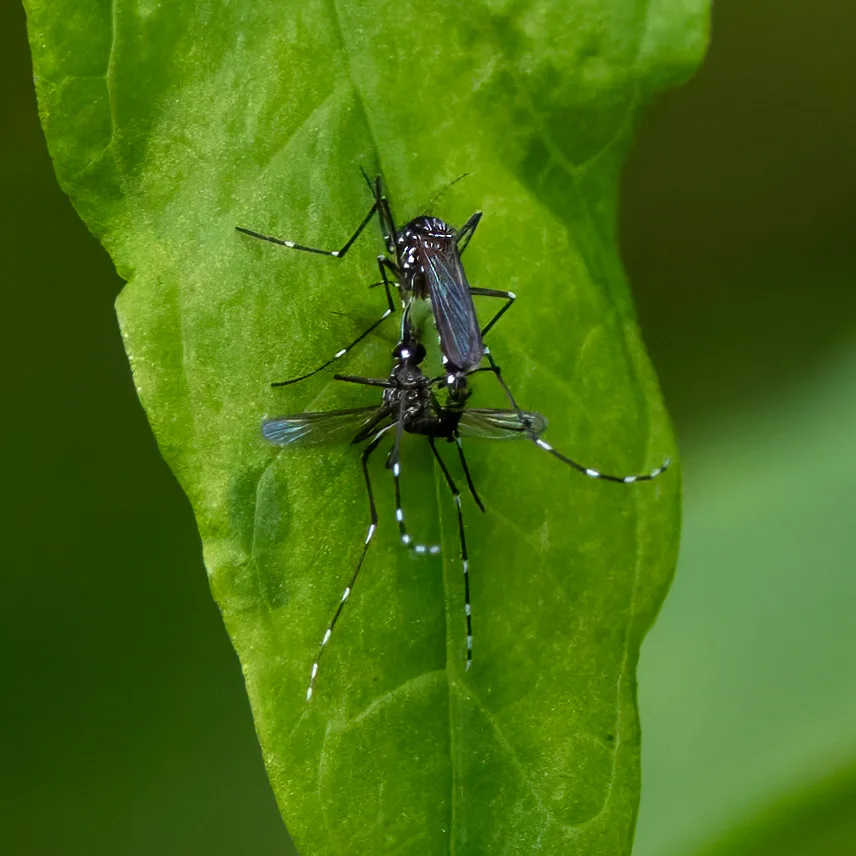 Asian Tiger Mosquito