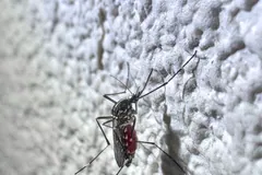 Asian tiger mosquito with white leg bands on a pale textured wall