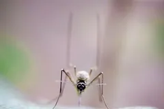 Asian tiger mosquito standing on a leaf edge