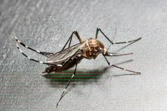 Asian tiger mosquito showing the white stripe down its back