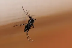 Asian tiger mosquito with banded black-and-white legs perched on a brown ledge