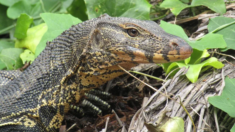 Asian water monitor's head and scaly neck among green leaves