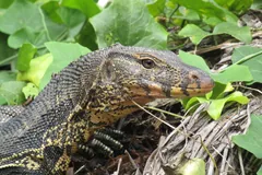 Asian Water Monitor