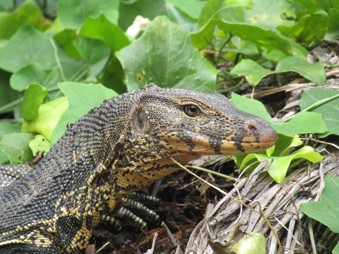 Asian Water Monitor
