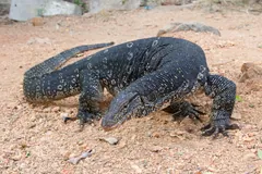 Asian water monitor walking across bare earth, showing its long tail and spotted back