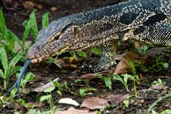 Asian water monitor flicking its forked tongue on the forest floor