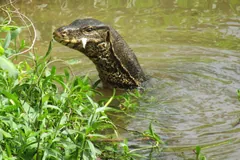 Asian water monitor raising its head out of a weedy pond