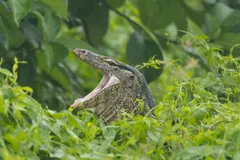 Asian water monitor with its mouth wide open among green plants