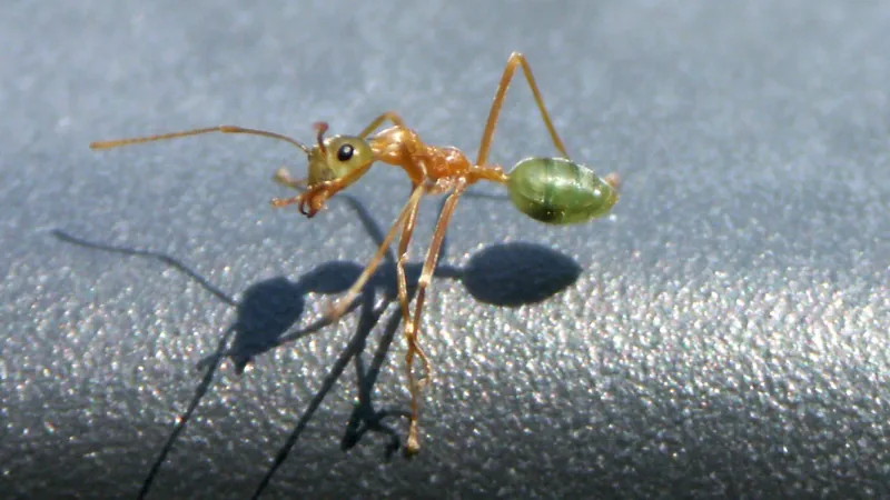 Weaver ant with an orange body and a translucent green abdomen standing on a smooth grey surface