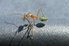 Asian Weaver Ant