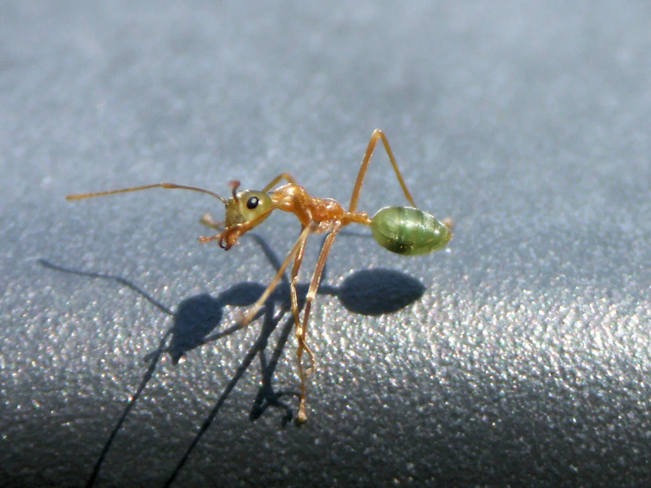 Asian Weaver Ant